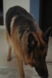 Hudson and Rex S06E14 480p x264-mSD EZTV