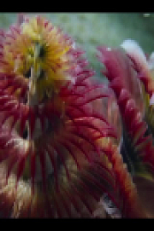 Our Oceans S01E02 480p x264-mSD EZTV