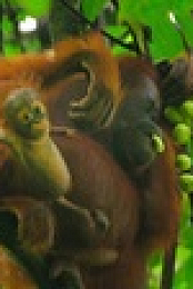 Wild Babies S01E03 XviD-AFG EZTV