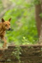 Wild Babies S01E06 MULTi 1080p WEB H264-MACK4 EZTV