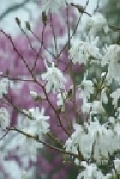 Gardeners World S53E02 INTERNAL 480p x264-mSD [eztv]