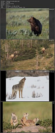 [ DevCourseWeb ] Photographing Wildlife