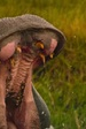Big Beasts S01E05 XviD-AFG EZTV