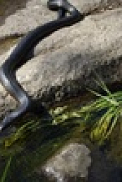 Deadly Australians S01E01 Forests XviD-AFG EZTV