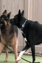 Dog Impossible S02E05 480p x264-mSD EZTV
