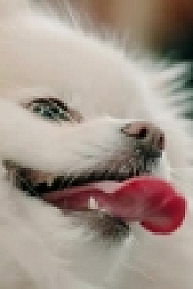 Pooch Perfect US S01E03 XviD-AFG EZTV