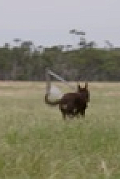 Muster Dogs S01E02 720p WEB h264-DiRT EZTV