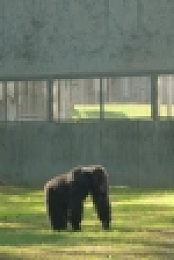 Meet The Chimps S01E02 XviD-AFG EZTV