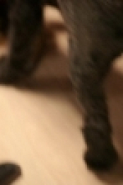 Embarrassing Pets S01E07 720p HDTV X264-CREED [eztv]