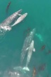 When Sharks Attack 360 S01E02 XviD-AFG EZTV