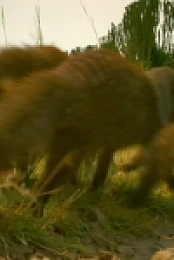Serengeti S01E01 480p x264-mSD [eztv]