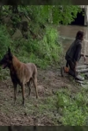 Talking Dead S09E23 480p x264-mSD EZTV