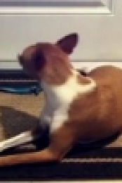NOVA S47E02 Dog Tales WEB h264-LiGATE [eztv]