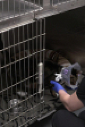 Pets And Pickers S02E01 1080p WEB h264-CBFM EZTV