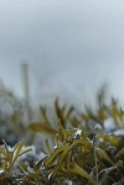 Winterwatch Red Button S01E02 480p x264-mSD EZTV