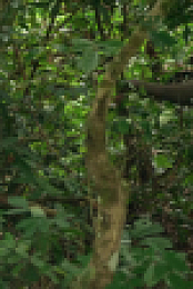 Nature S42E09 Gorilla 1080p WEBRip x264-BAE EZTV