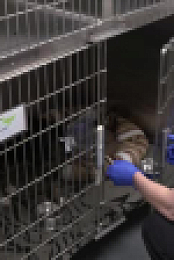 Pets And Pickers S02E01 XviD-AFG EZTV