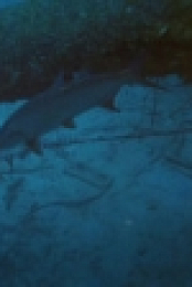 Reef Wrecks S01E01 Bonaire WEB h264-CAFFEiNE [eztv]