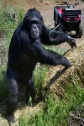 Chimp Crazy S01E03 480p x264-mSD EZTV