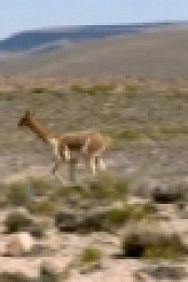 Wild Things with Dominic Monaghan S03E09 Getting High in Peru iNTERNAL WEBRip x264-CAFFEiNE [eztv]