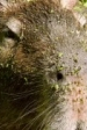 Absurd Planet S01E04 720p WEB x264-ASCENDANCE [eztv]