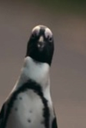 Penguin Town S01E08 480p x264-mSD EZTV