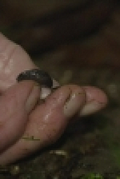 Winterwatch S09E08 720p WEB H264-iPlayerTV EZTV