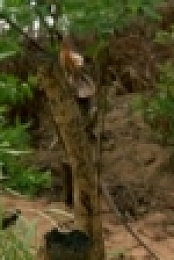 Wild Things with Dominic Monaghan S02E02 Ghost Bat iNTERNAL WEBRip x264-CAFFEiNE [eztv]