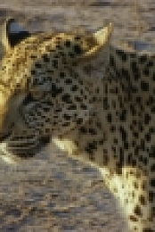 Savage Kingdom S04E03 720p WEB h264-ROBOTS EZTV