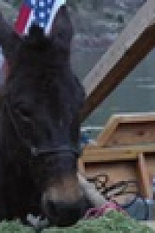 Mountain Men S10E10 XviD-AFG EZTV