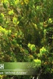 Gardening Australia S32E37 XviD-AFG EZTV