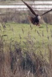 Winterwatch S10E08 480p x264-mSD EZTV