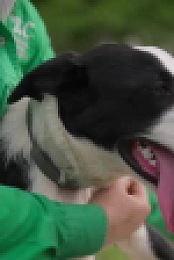 Muster Dogs S02E03 XviD-AFG EZTV