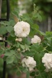 This Old House S43E39 XviD-AFG EZTV