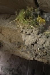Springwatch S13E08 720p HDTV x264-QPEL[eztv]