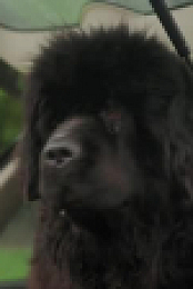 Dog Squad S13E03 XviD-AFG EZTV