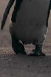 Penguin Town S01E08 720p WEB h264-DELAYED EZTV