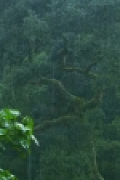 Nature S39E05 Primates Protecting Primates XviD-AFG EZTV