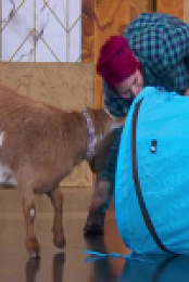 Stupid Pet Tricks S01E01 480p x264-mSD EZTV