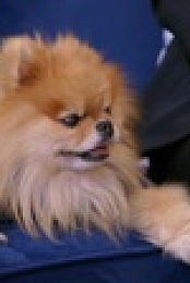 Vanderpump Dogs S01E06 720p WEB h264-KOGi EZTV