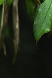Equators Wild Secrets S01E05 480p x264-mSD EZTV