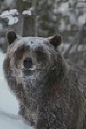Big Beasts S01E06 XviD-AFG EZTV