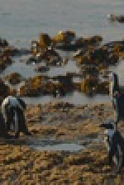 Penguin Town S01E01 720p WEB h264-DELAYED EZTV