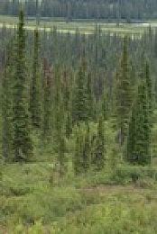 Mountain Men S11E01 480p x264-mSD EZTV