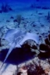 Great Blue Wild S01E05 Belize WEB h264-CAFFEiNE [eztv]