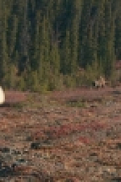 MeatEater S07E02 720p WEB x264-CRiMSON [eztv]