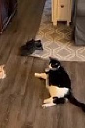 Worlds Funniest Animals S03E15 XviD-AFG EZTV