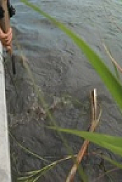 Swamp People S14E09 480p x264-mSD EZTV