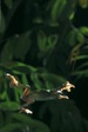 Equators Wild Secrets S01E05 XviD-AFG EZTV
