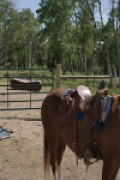 Heartland CA S18E09 480p x264-mSD EZTV